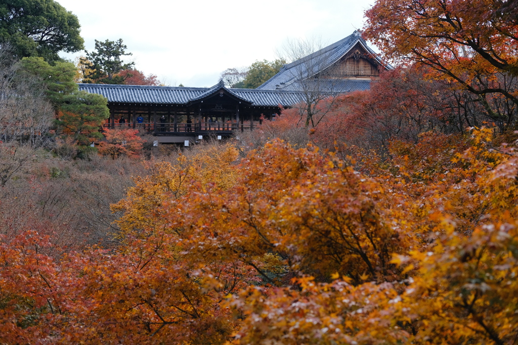 東福寺の紅葉