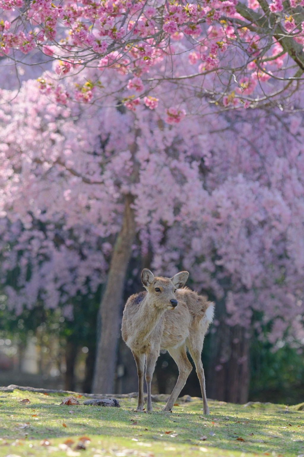 奈良鹿と桜