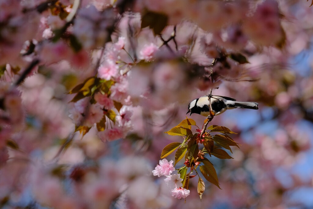 桜にシジュウカラ