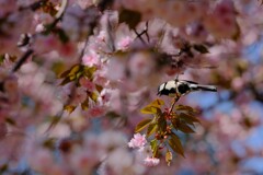 桜にシジュウカラ