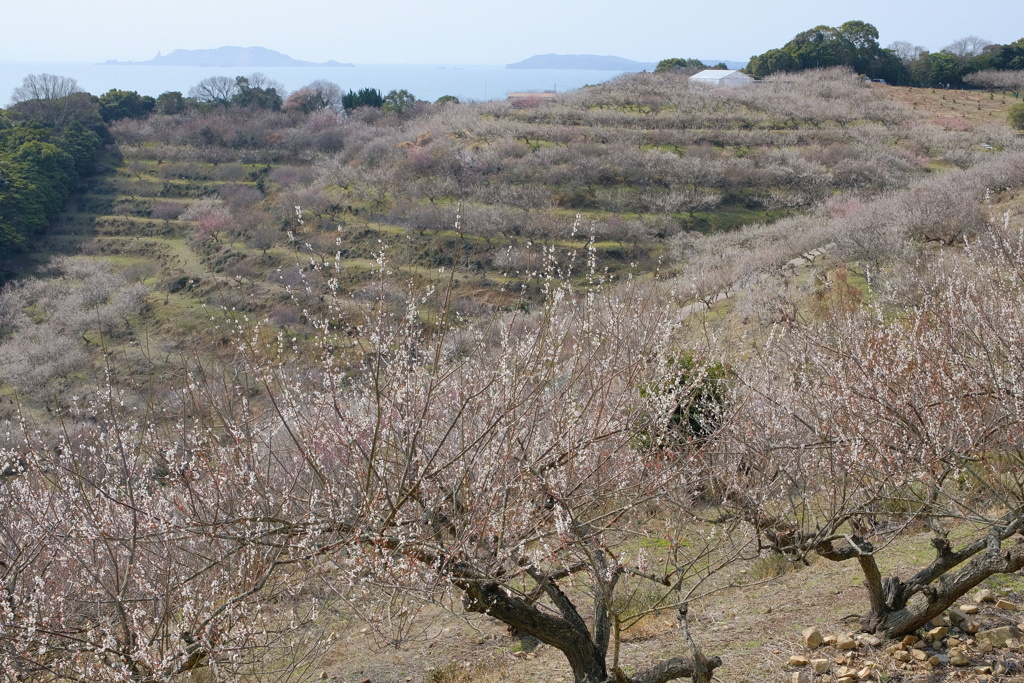 綾部山梅林