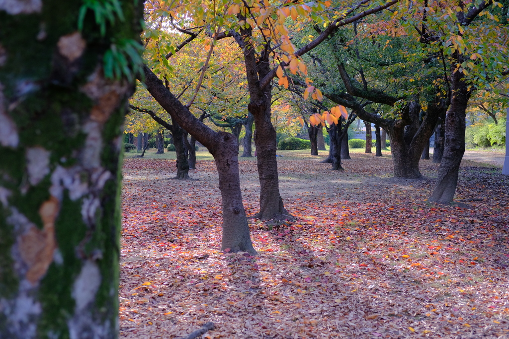 大阪城公園の紅葉