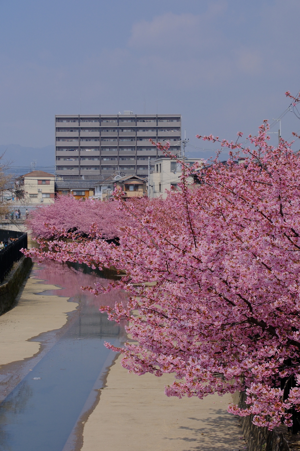 河津桜は満開でした