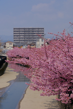 河津桜は満開でした