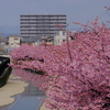 河津桜は満開でした