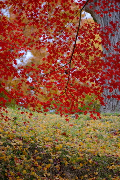 あやめ池の紅葉