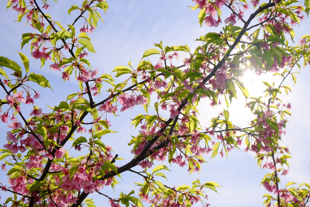 満開の河津桜