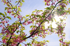 満開の河津桜