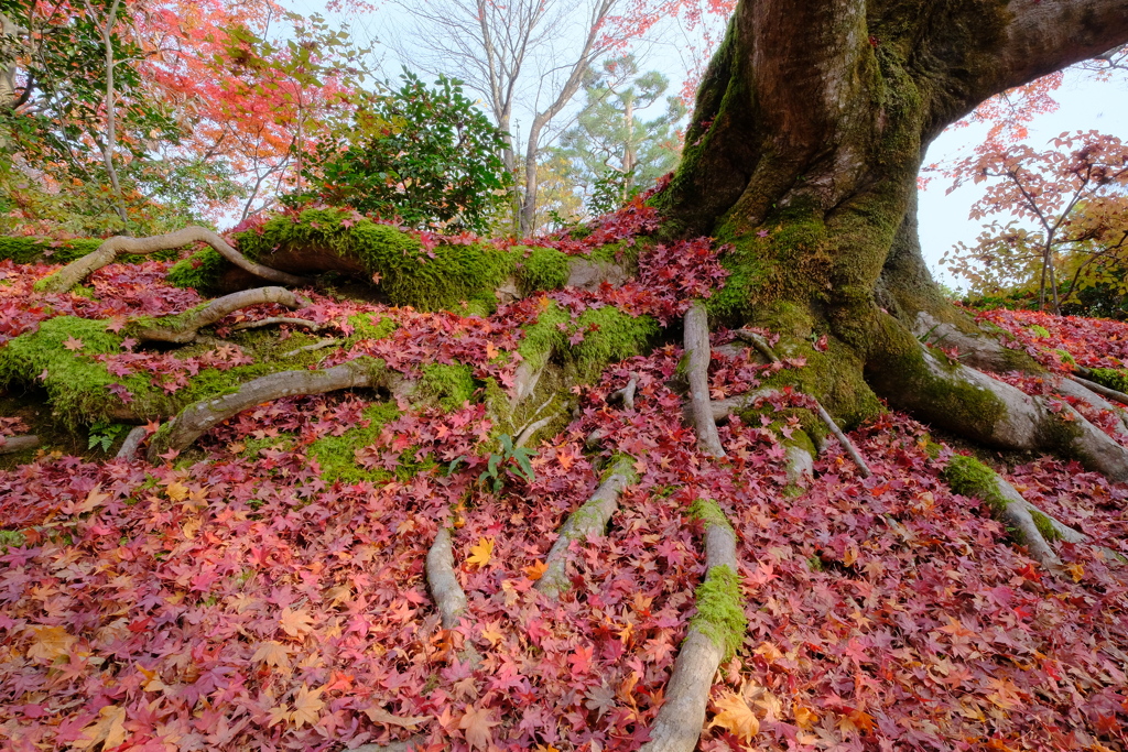 嵐山の紅葉
