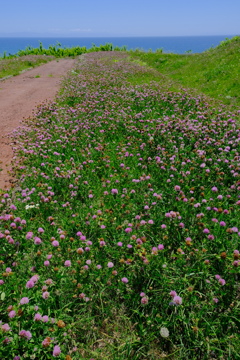 志苔館跡