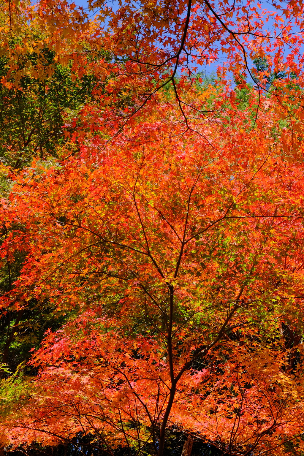 摂津峡の紅葉