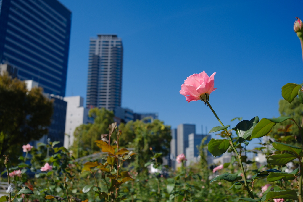 秋晴れのバラ