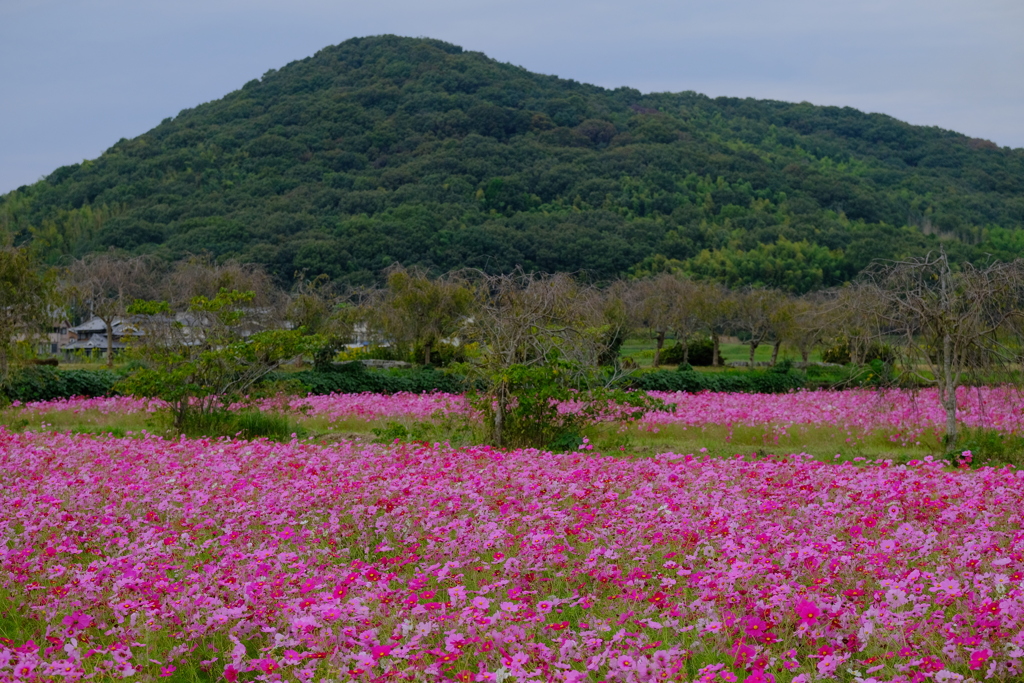 志方町のコスモス