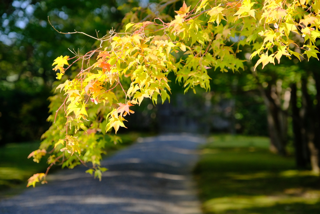 紅葉前の桂離宮