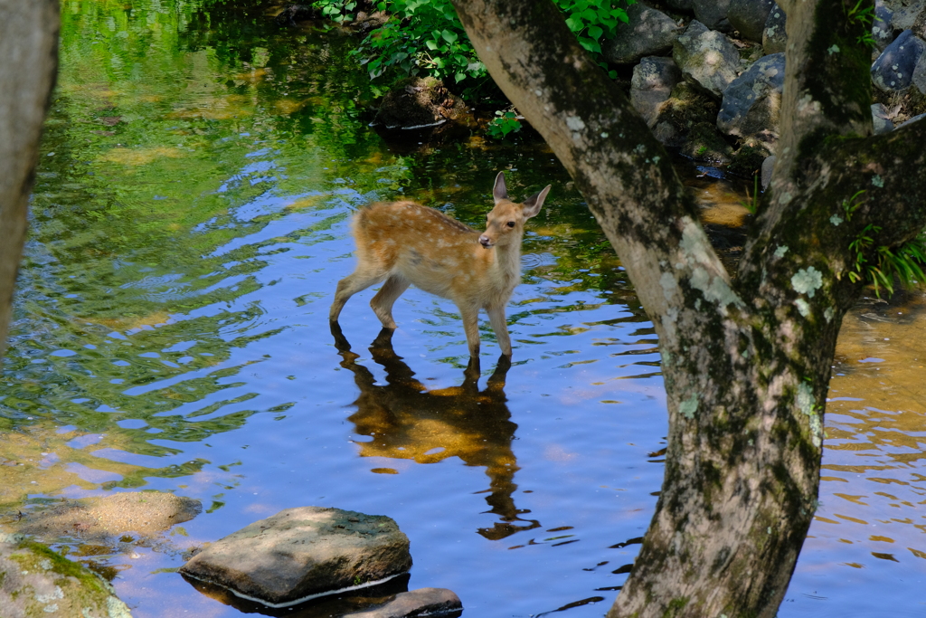 子鹿の水遊び