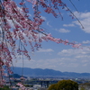 大美和の杜展望台より
