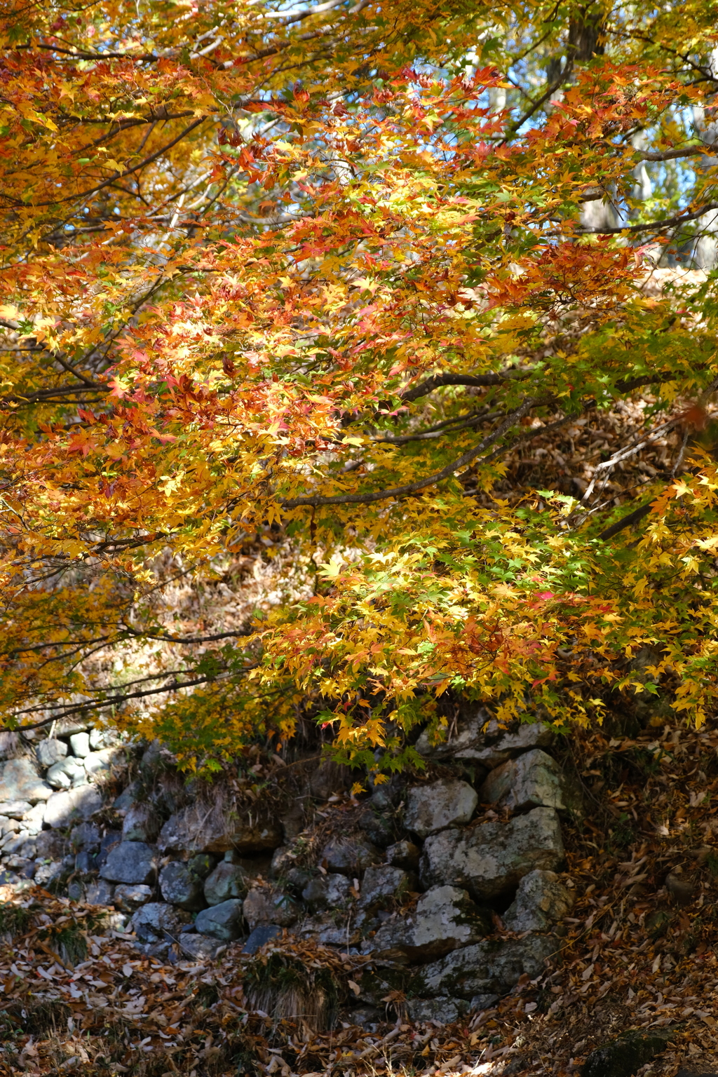 小谷城跡の紅葉