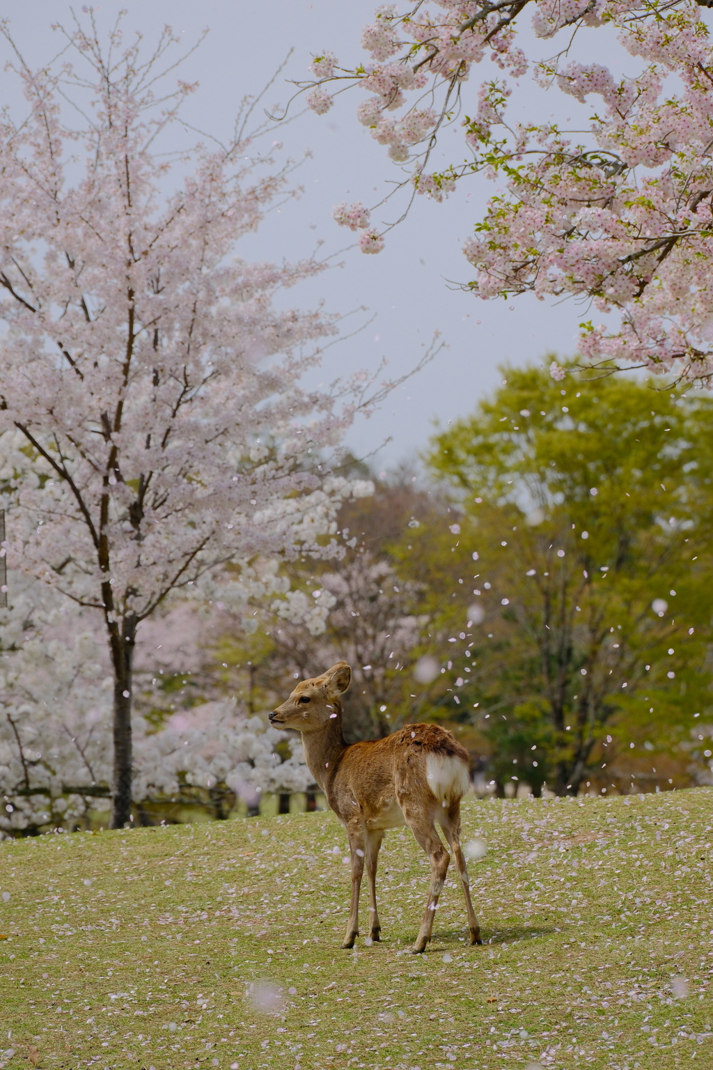 桜鹿