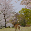 桜鹿