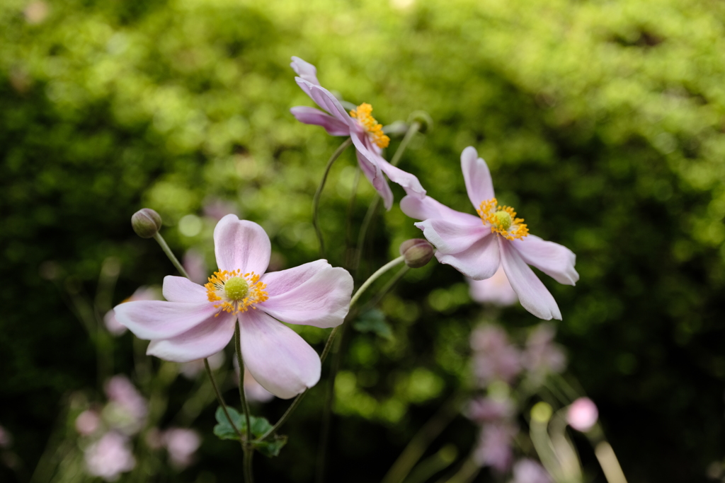 秋明菊