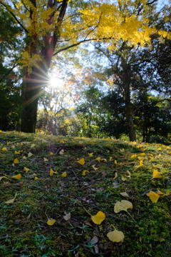 奈良公園の紅葉