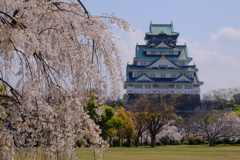 大阪城と桜