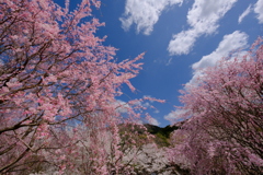 大美和の杜展望台より