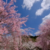 大美和の杜展望台より