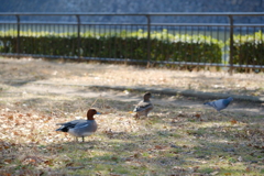 のどかな公園