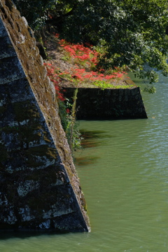 石垣と彼岸花