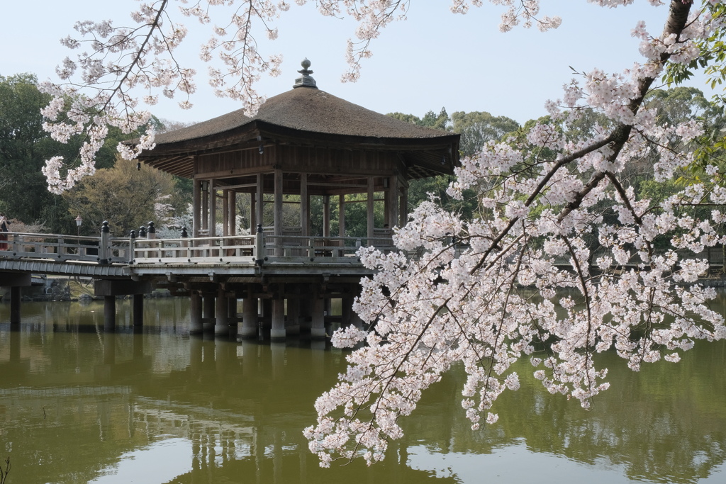 浮御堂の桜