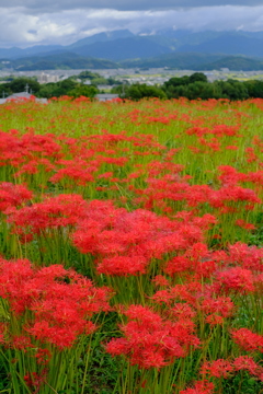 九品寺の彼岸花