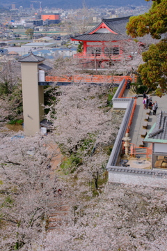 紀三井寺の桜