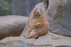 ふてぶてしさ
