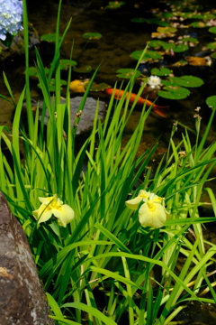 大山崎山荘美術館の花