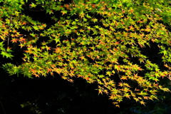 摂津峡の紅葉