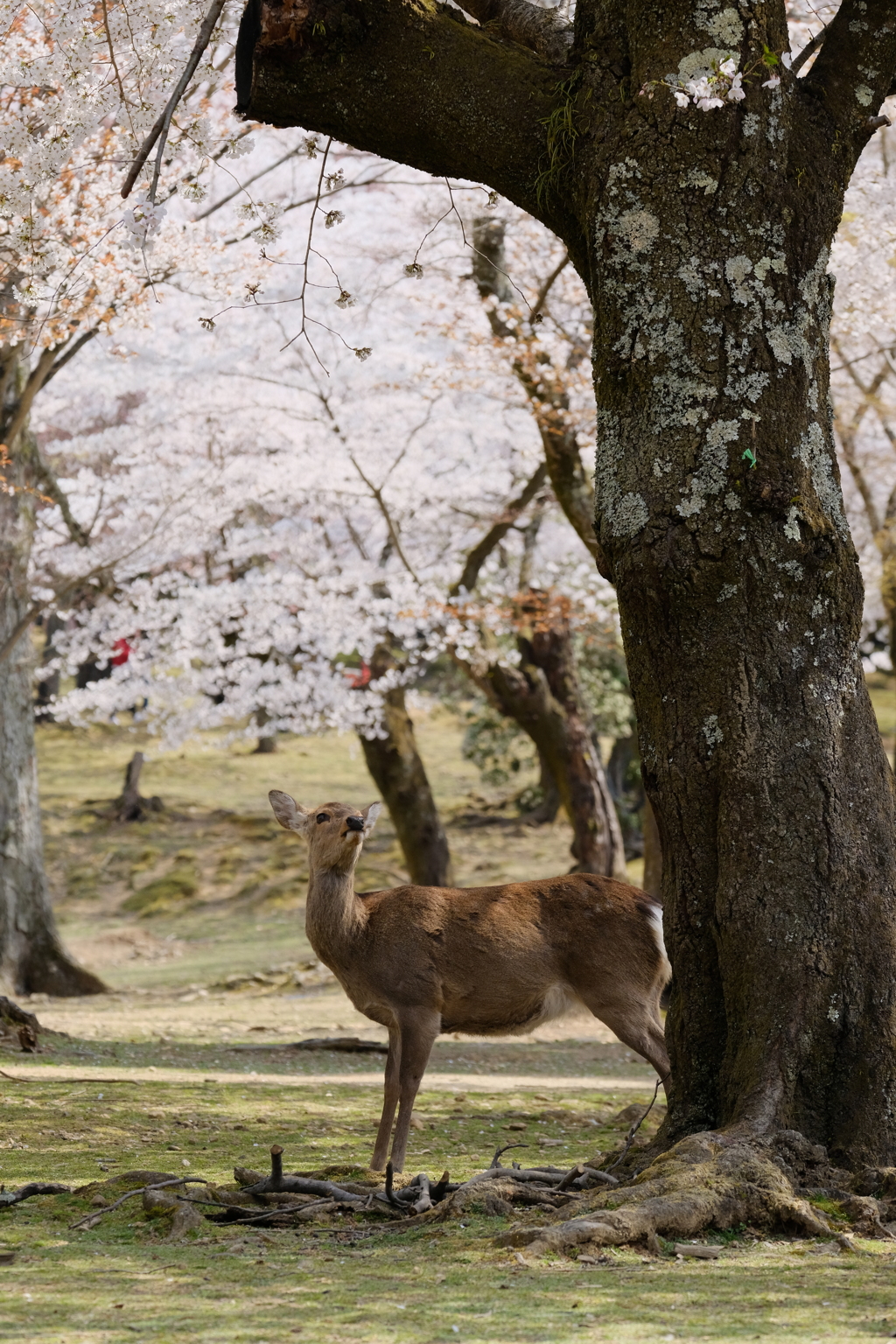 奈良公園の春