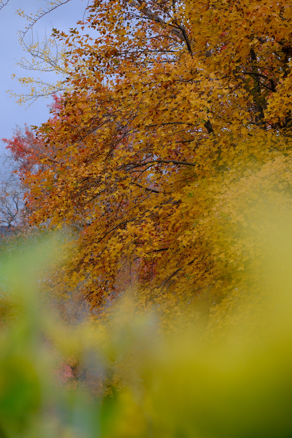 あやめ池の紅葉