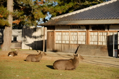 日向ぼっこ