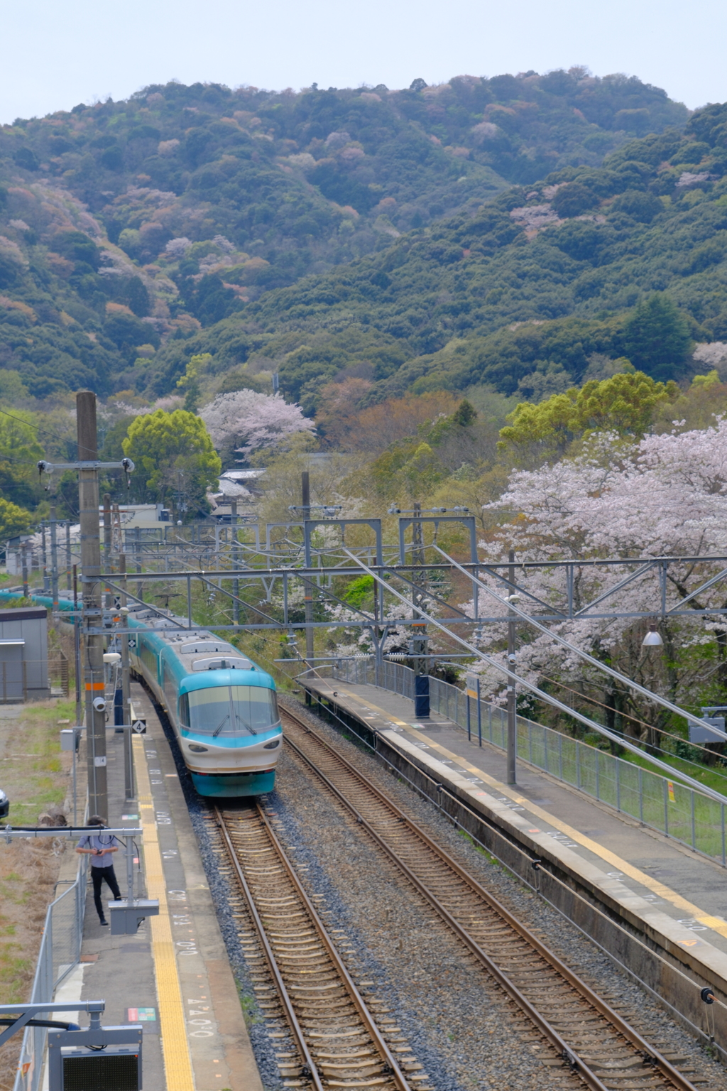 山中渓の桜