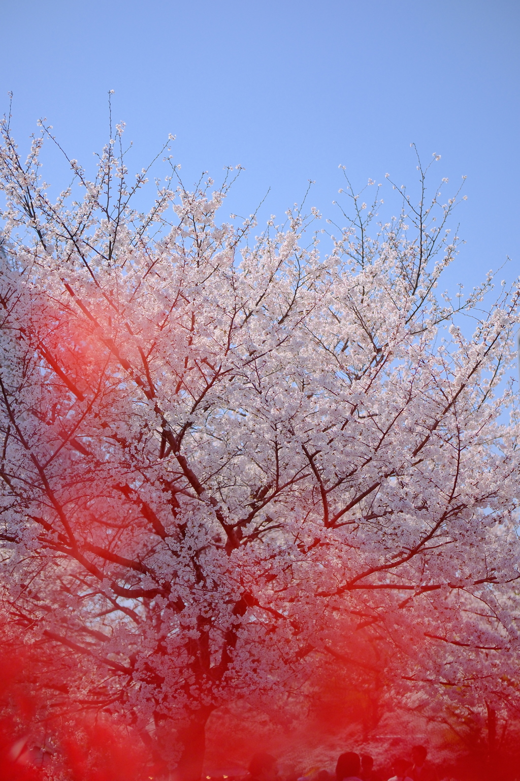 毛馬桜之宮公園の桜