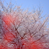 毛馬桜之宮公園の桜