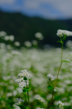 箱館山麓 そば畑