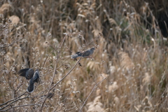 河川敷の野鳥：キジバト