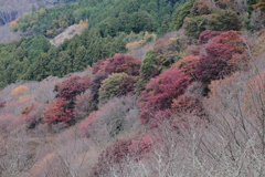 吉野の紅葉