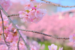 満開の河津桜