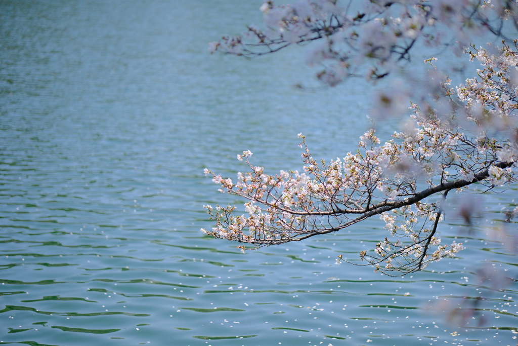 大阪城公園