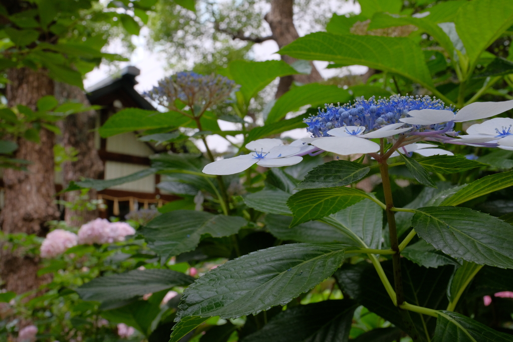 御津八幡宮のアジサイ