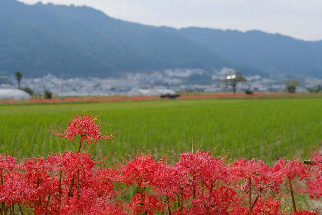 穴太寺の彼岸花