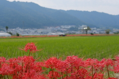 穴太寺の彼岸花